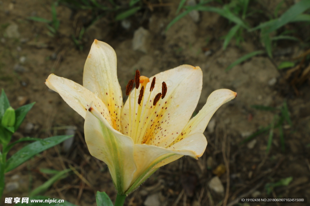 百合花