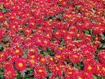 菊