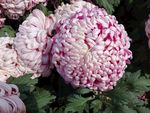 菊