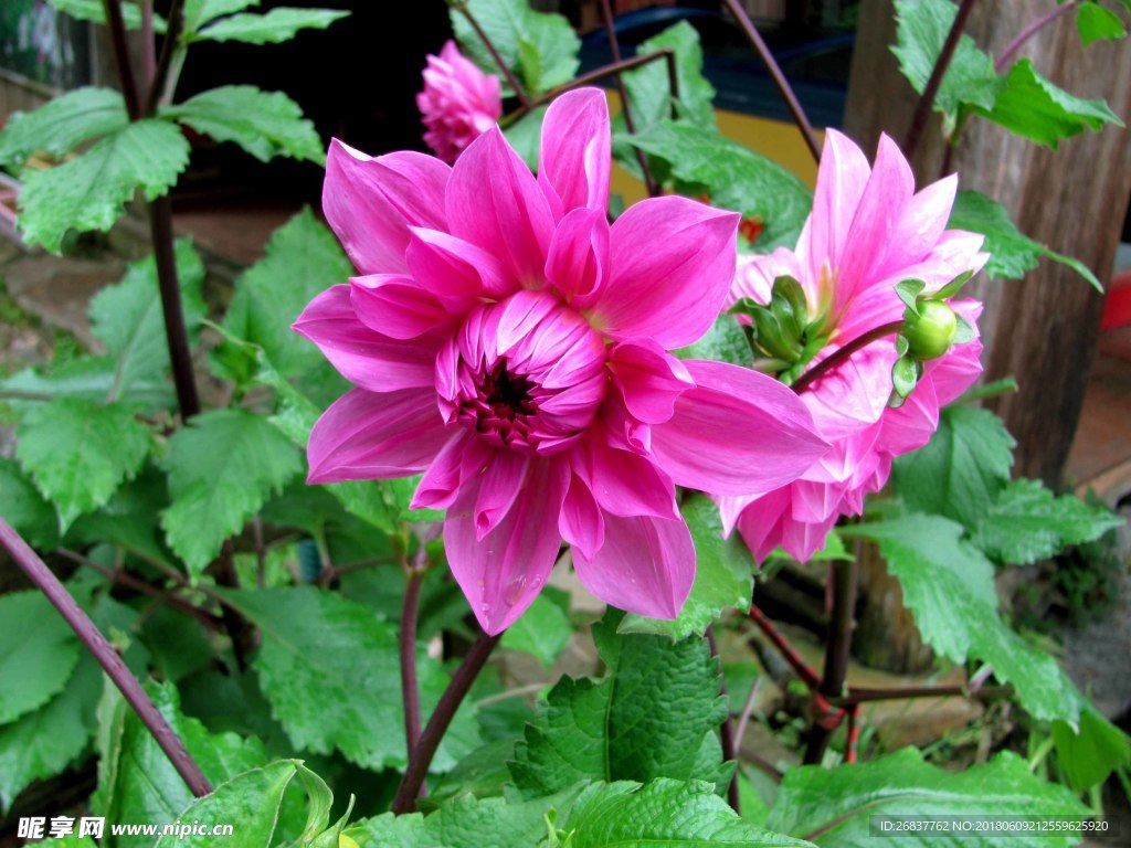 花