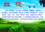 红提简介