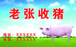 收猪名片