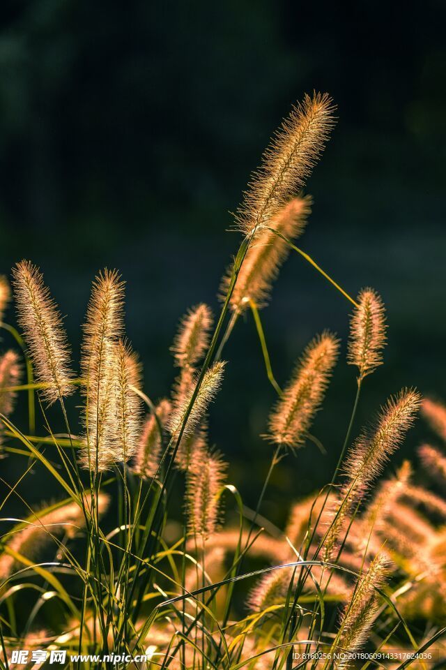 狗尾巴草