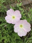 四翅月见草