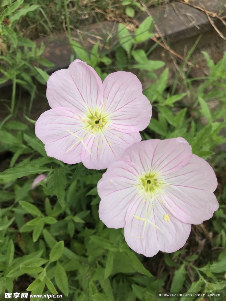 四翅月见草
