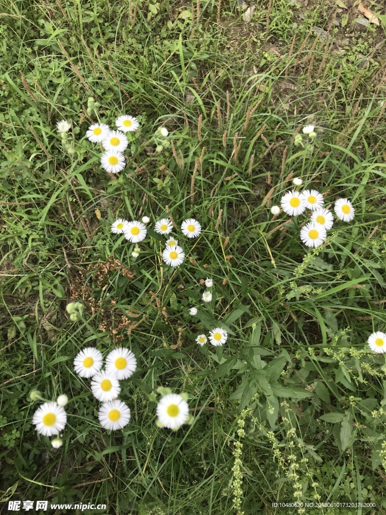 一年蓬花