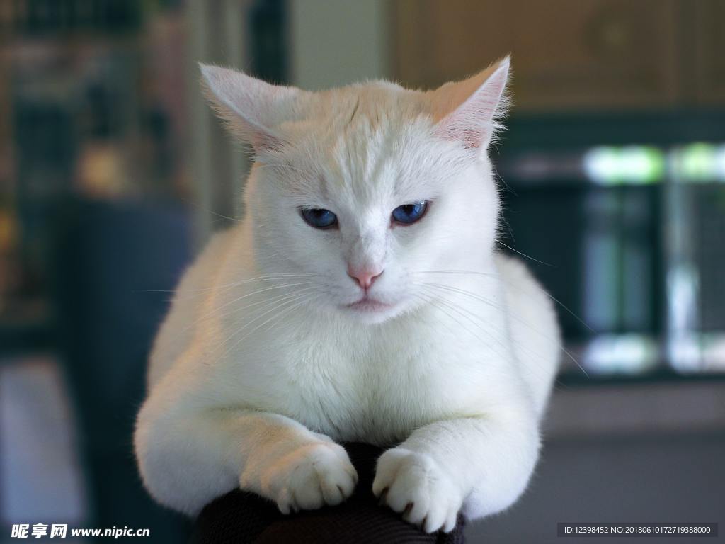 猫咪