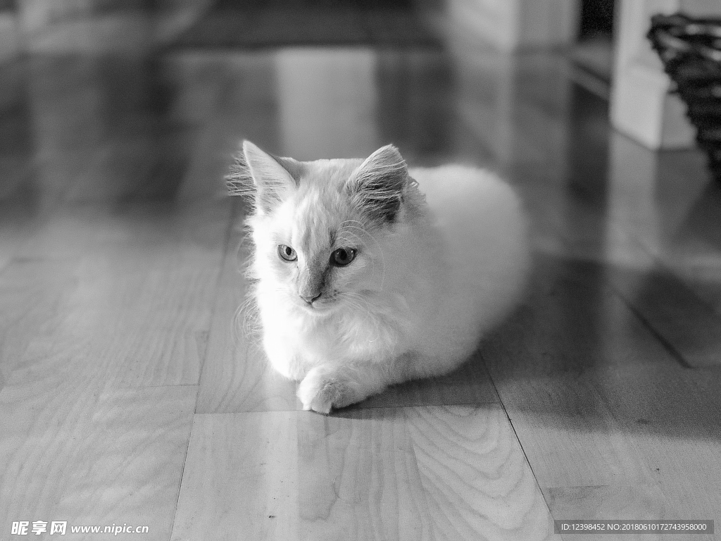 猫咪
