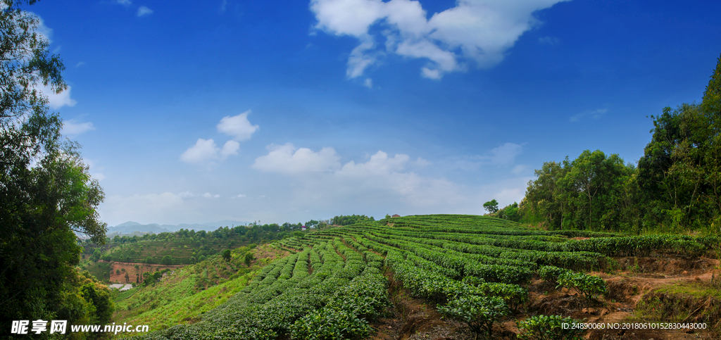 茶山风景图