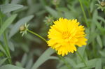 金鸡菊