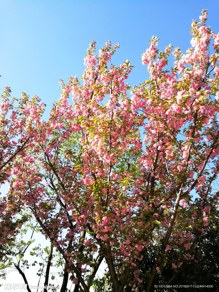 樱花树