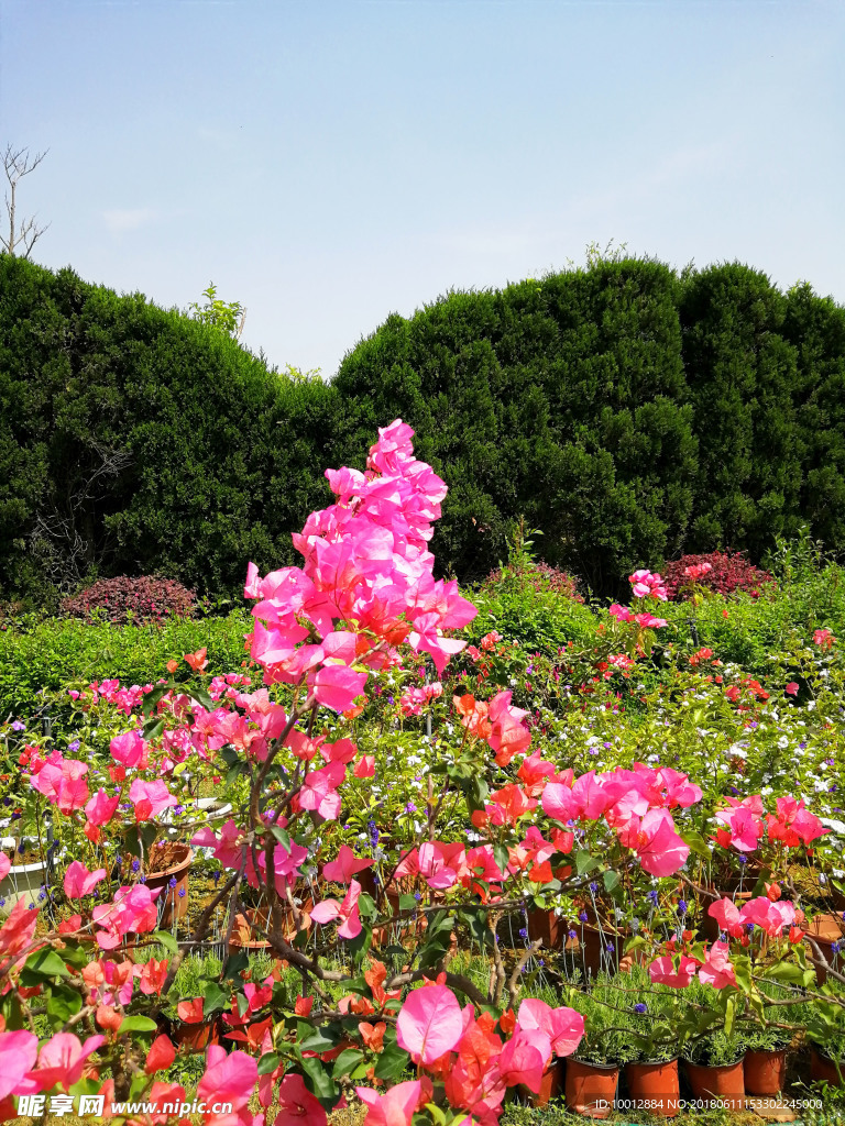 杜鹃花