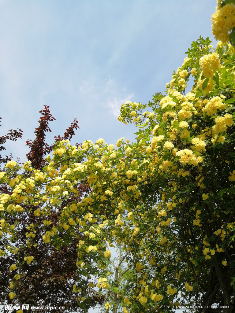 木香花