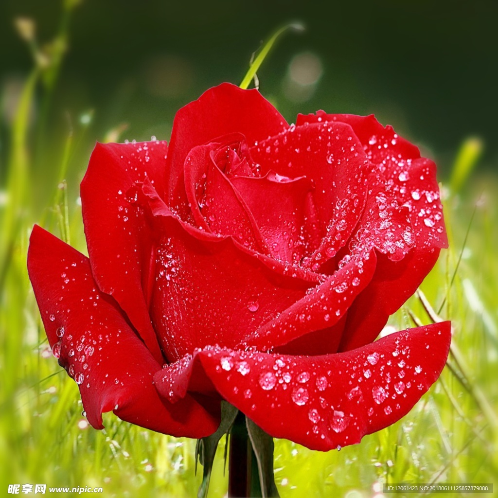 玫瑰花