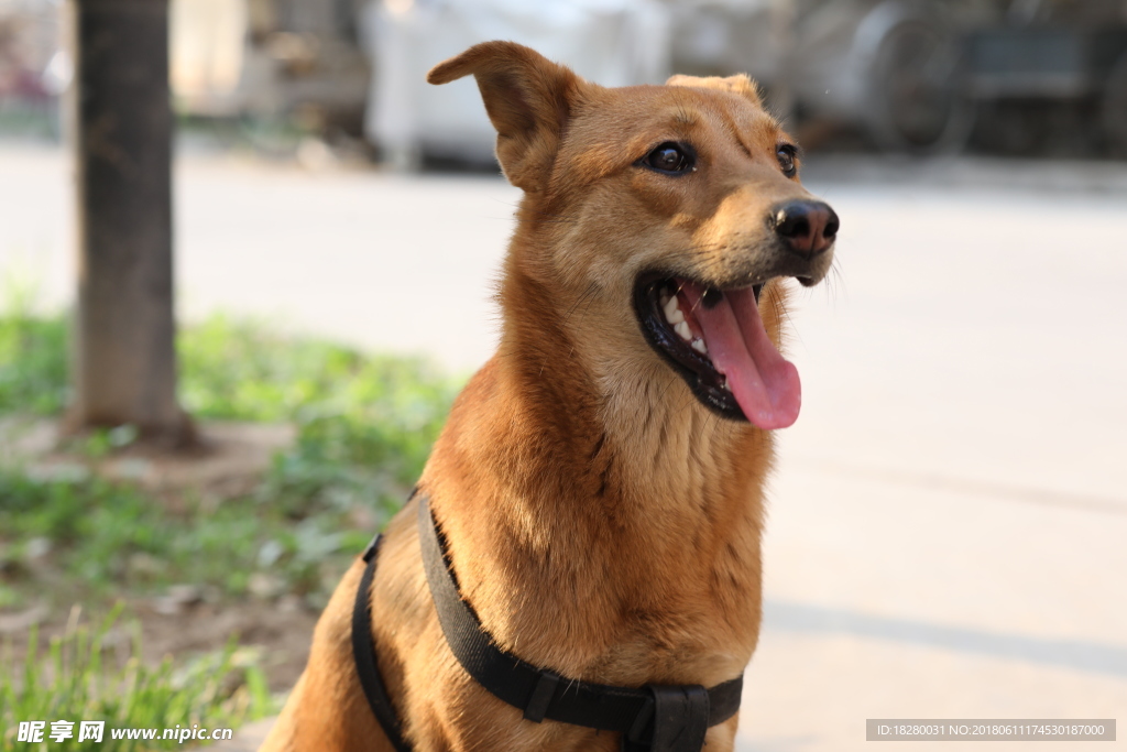 中华田园犬