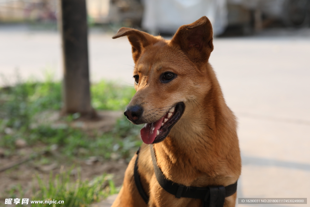 中华田园犬