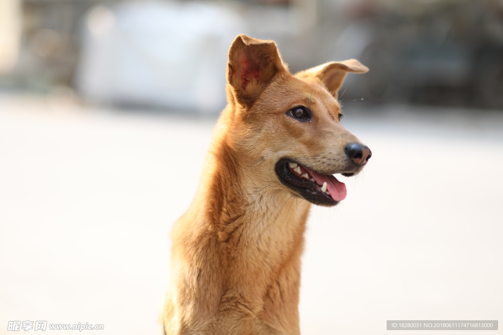 中华田园犬