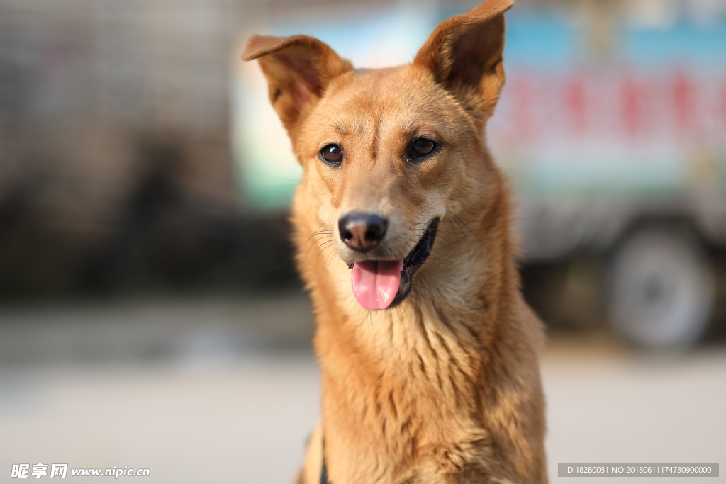 中华田园犬