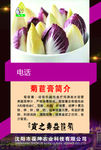 菊苣膏高清分层