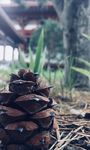 松果