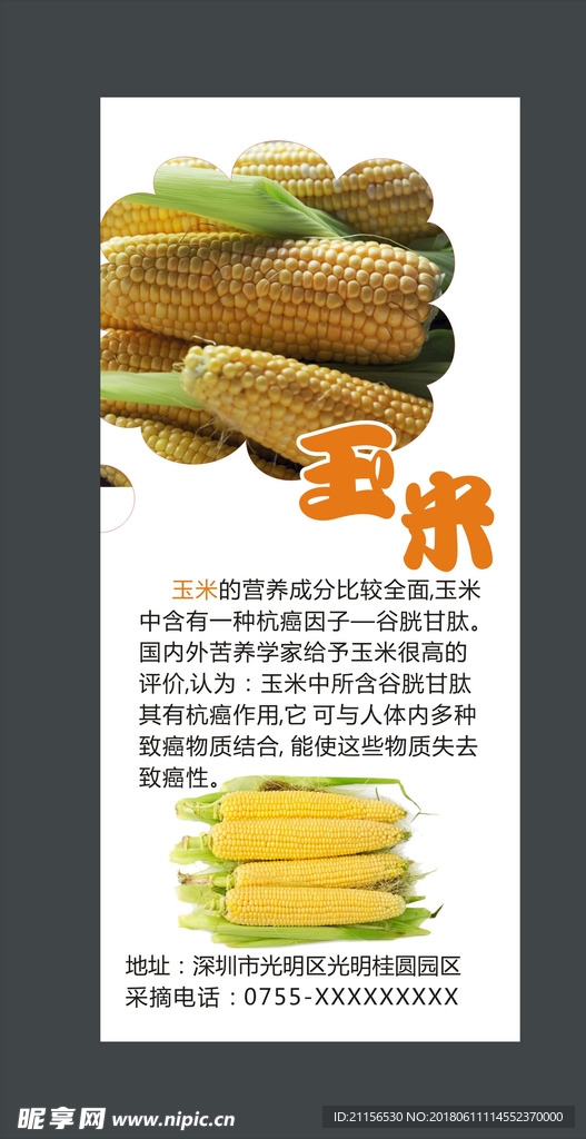 玉米展板