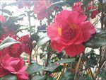 茶花