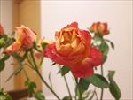 鲜花