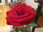 鲜花