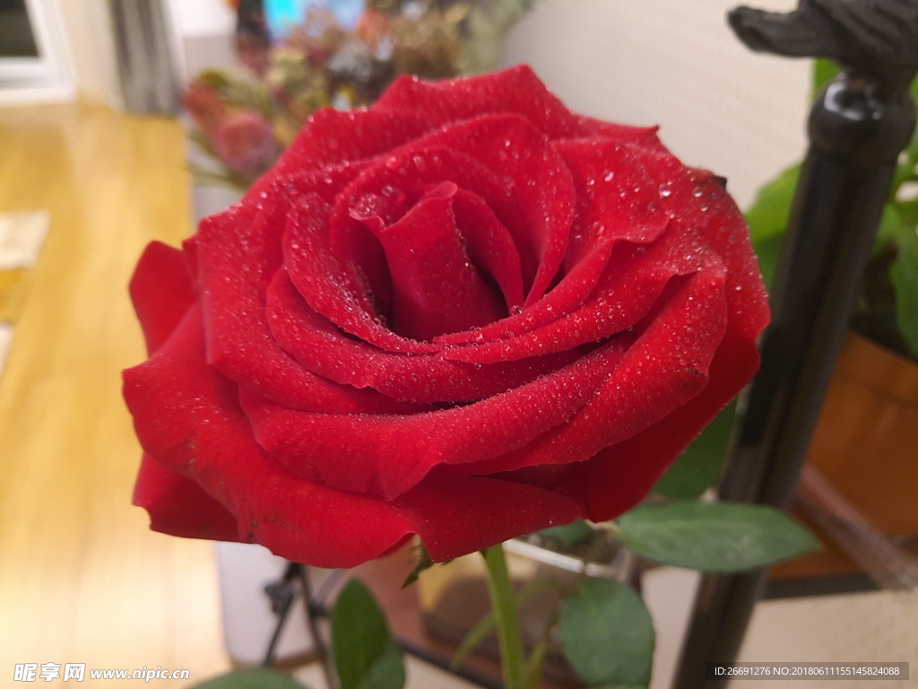 鲜花