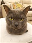 蓝猫