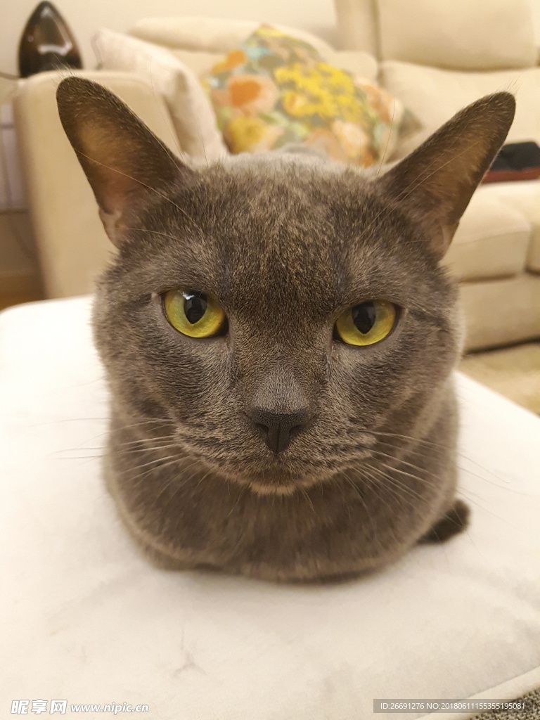 蓝猫