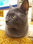 蓝猫
