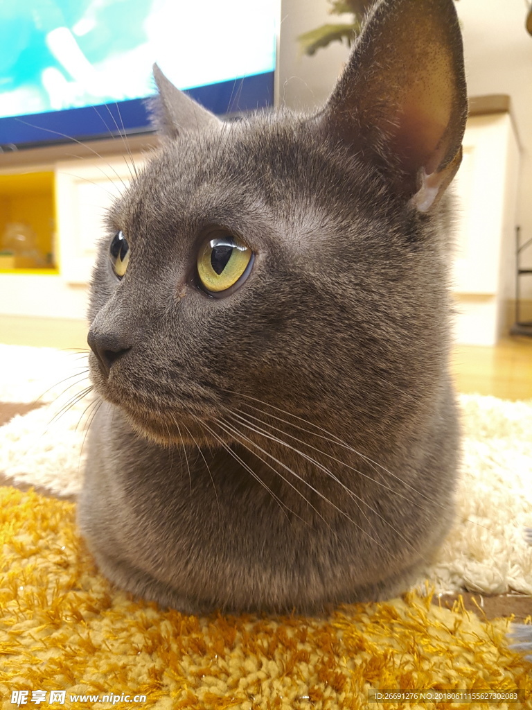 蓝猫