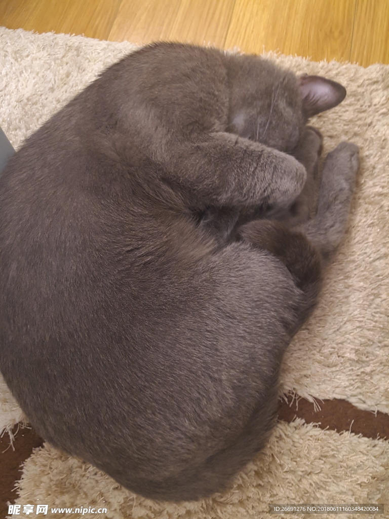 蓝猫