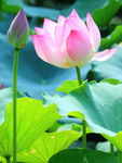 夏荷