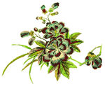 彩绘花草