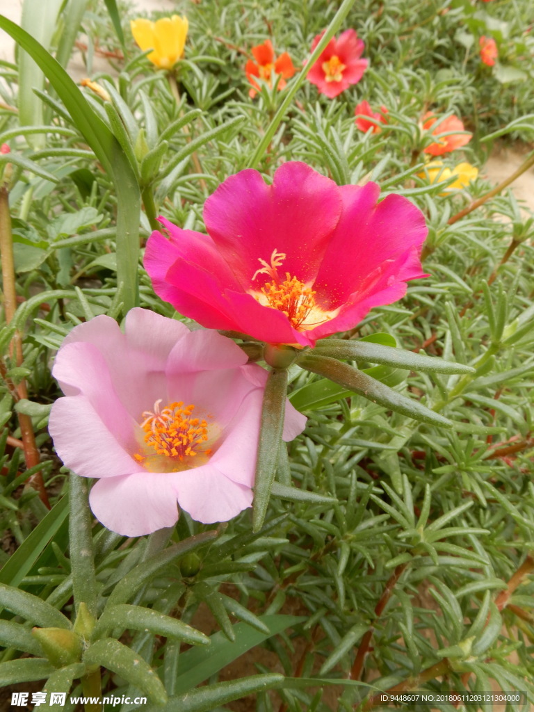 太阳花