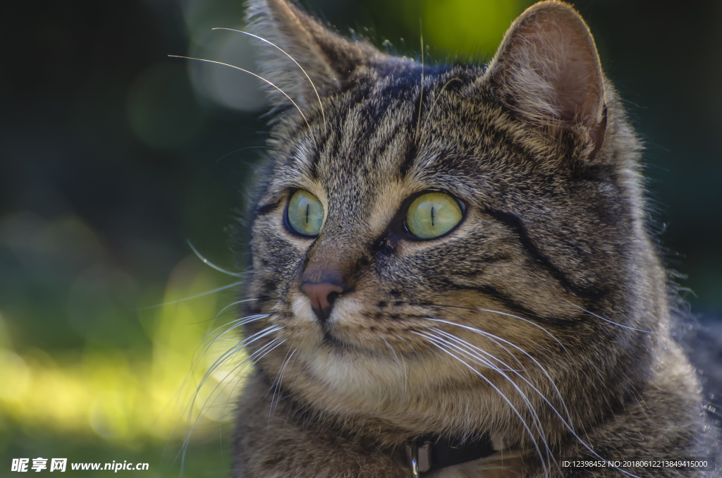 猫猫