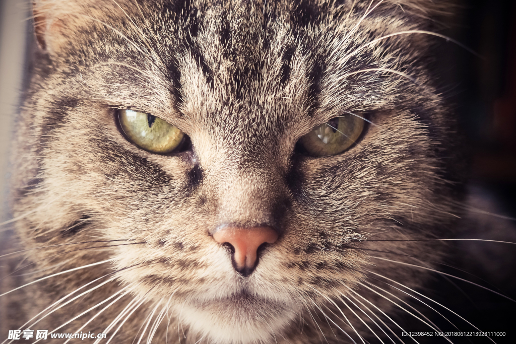 猫猫