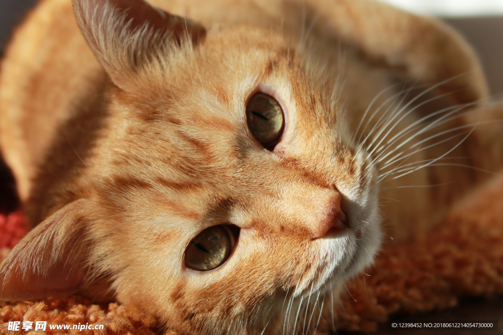 猫猫