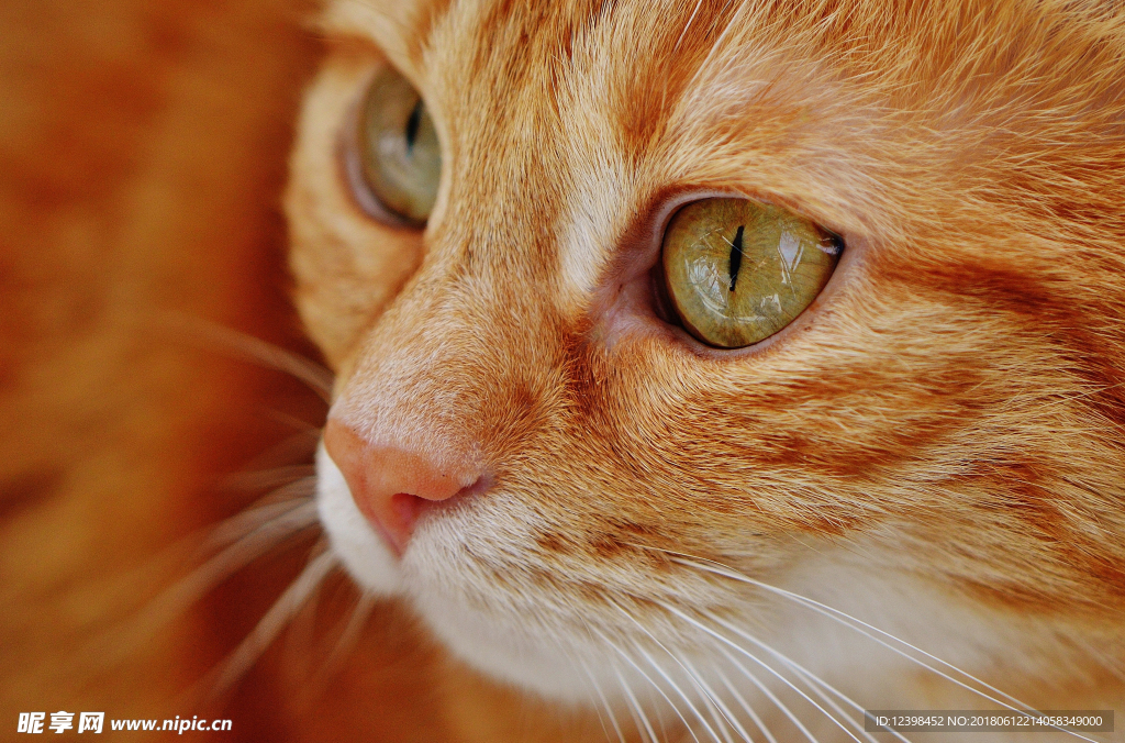 猫猫