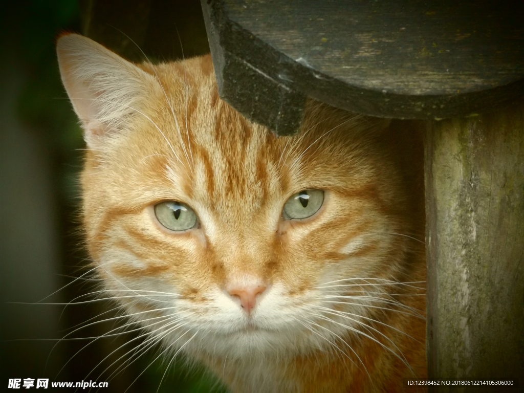 猫猫