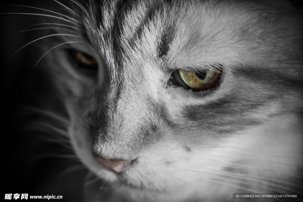 猫咪