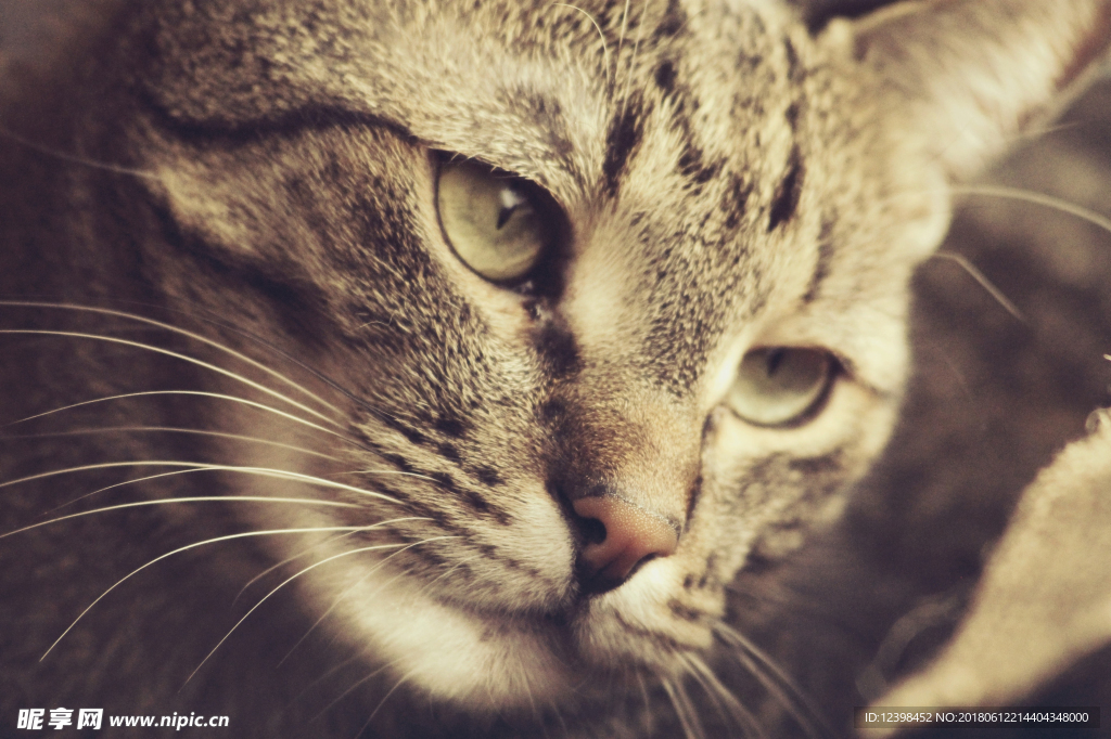 猫猫
