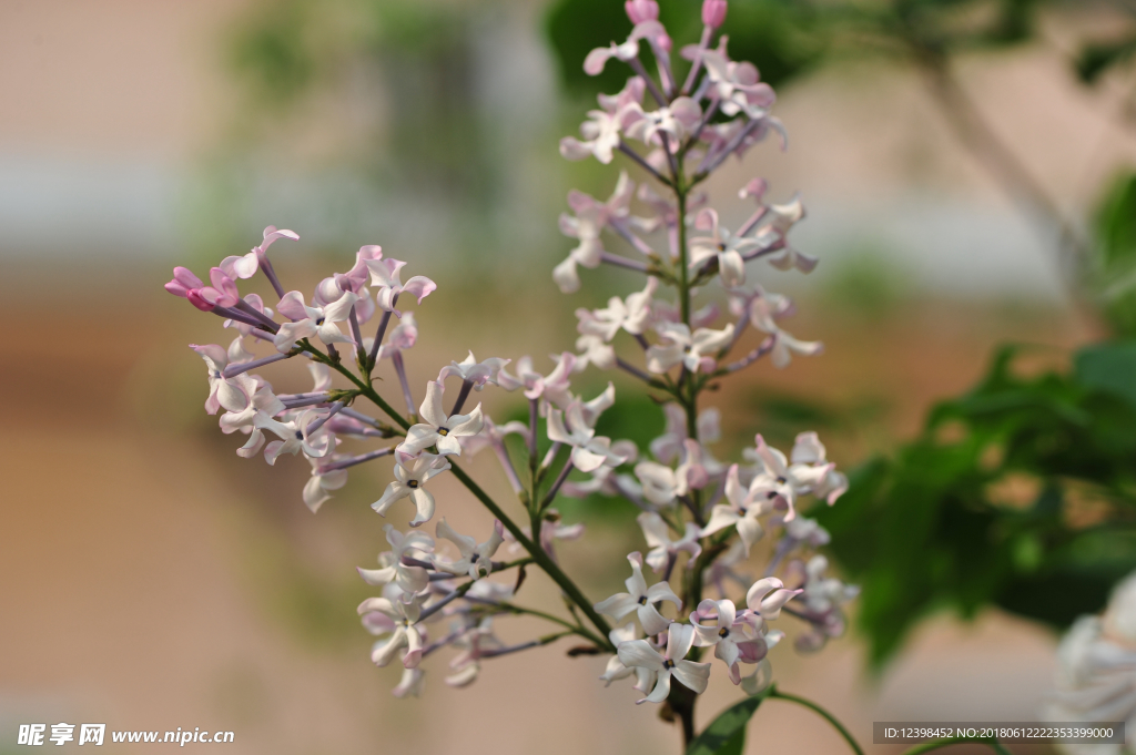 丁香花