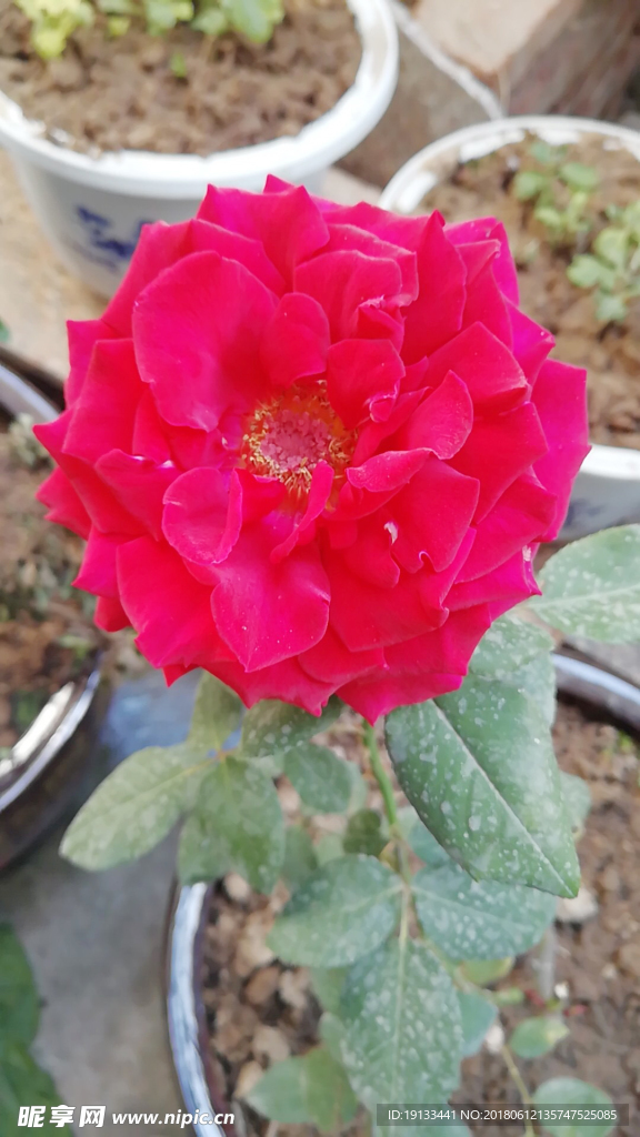 月季花