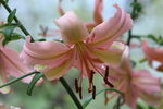 百合花