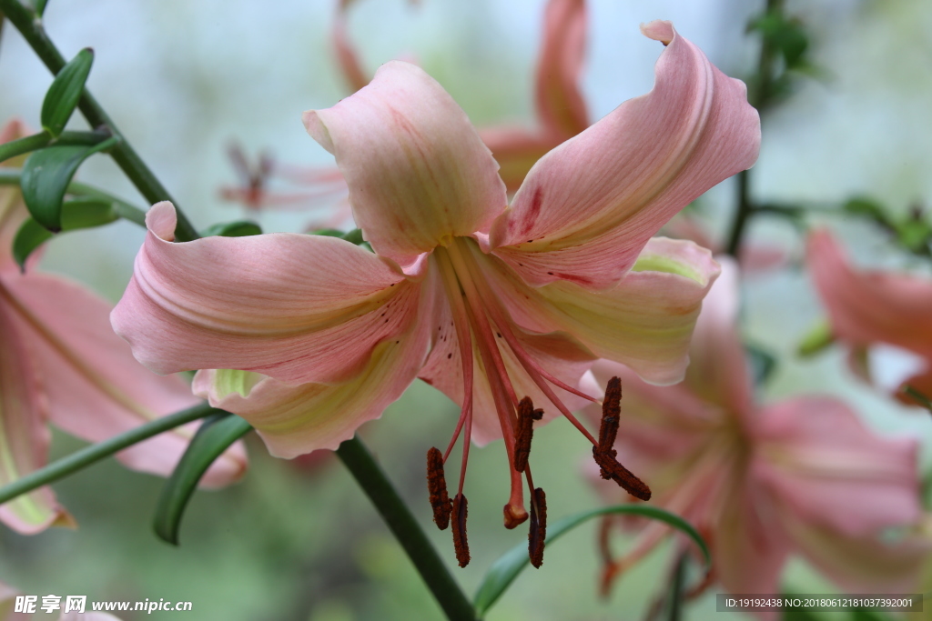 百合花