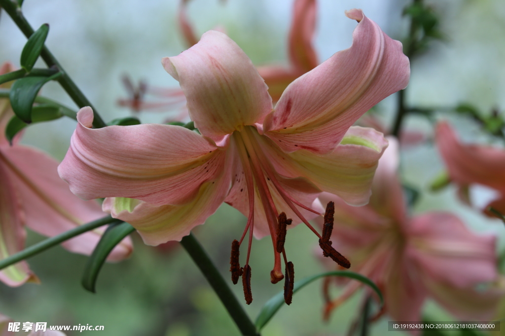 百合花