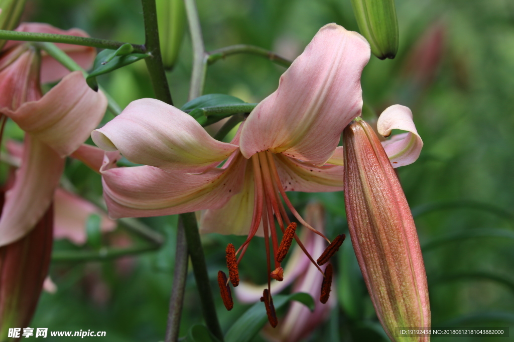 百合花